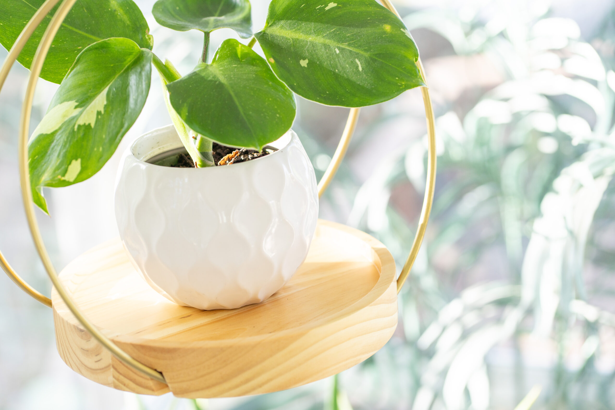 Revitalize Your Space: The Ultimate Hanging Planter Guide